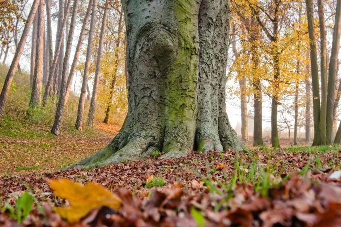 ilustrační foto