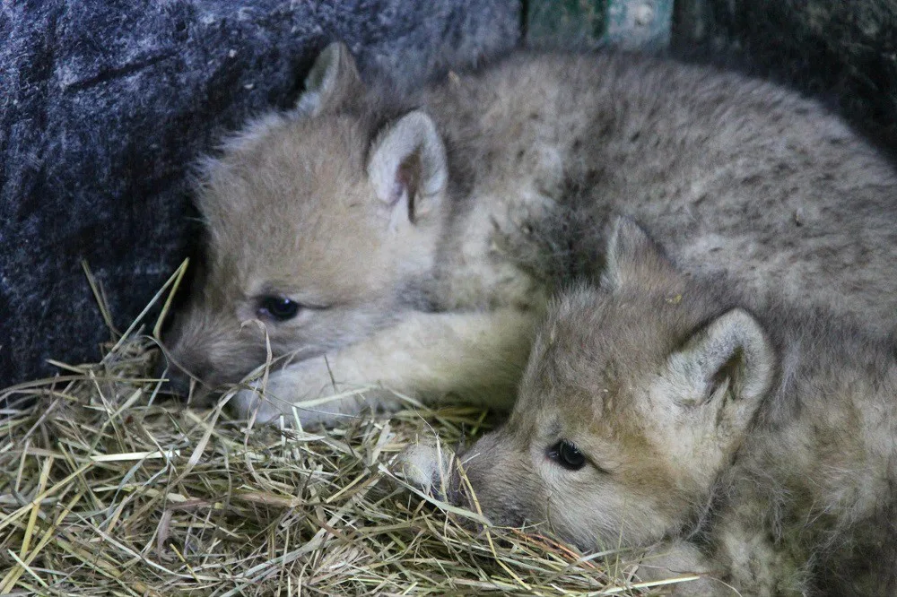 Vlčata v brněnské zoo