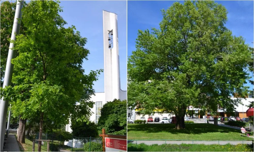 Předloňský vítězný strom roku (vlevo) a letošní vítěz (vpravo)