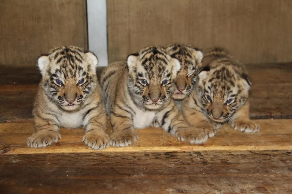 Tygříci v hodonínské zoo