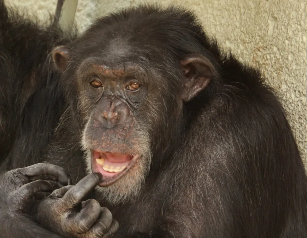 Šimpanz v brněnské zoo