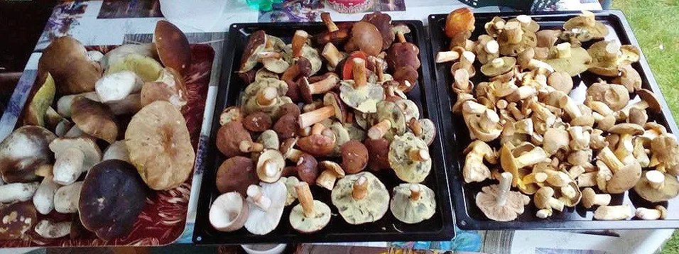 ilustrační foto