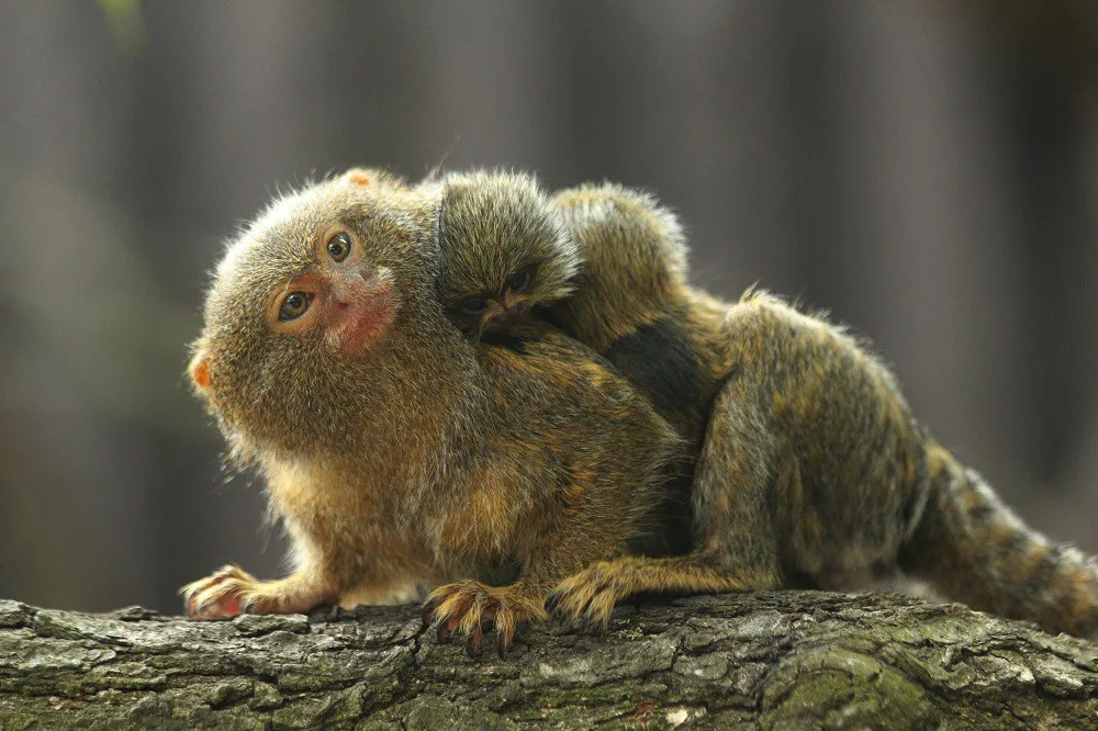 Adoptujte zvíře v brněnské zoo