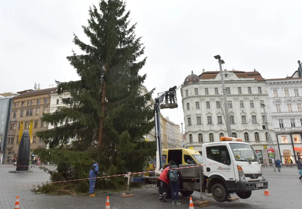 Strom na náměstí Svobody