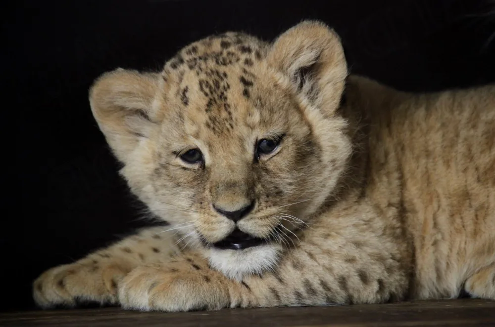Lvíčci v brněnské zoo