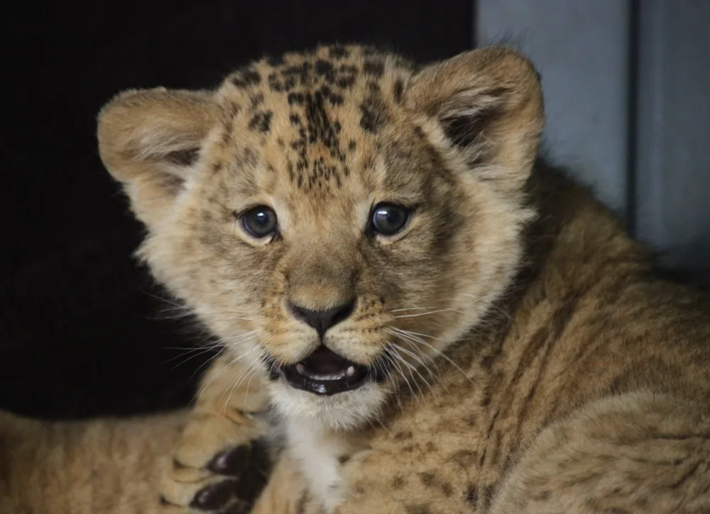 Lvíčci v brněnské zoo