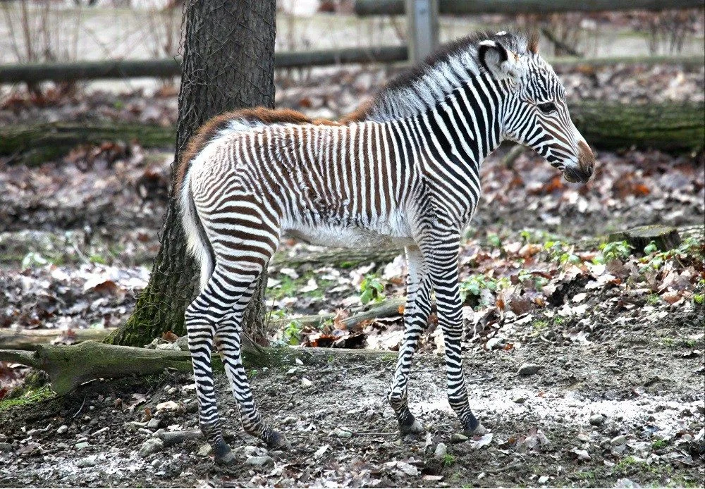 Malá zebřička v brněnské zoo