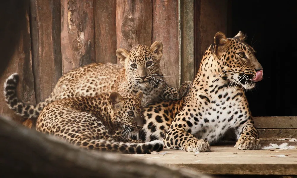 Foto: ZOO Brno
