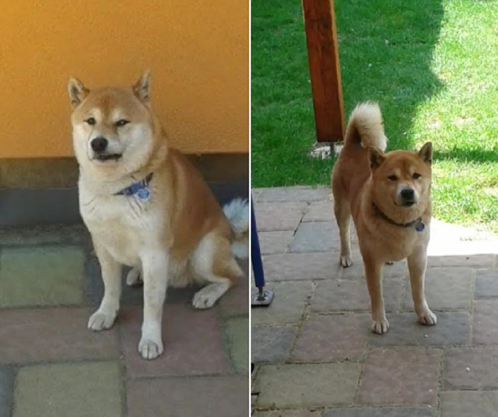 Hledaný pejske Akim