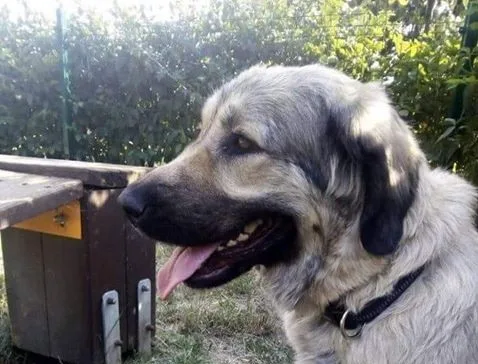Fenka slyší na jméno Madla
