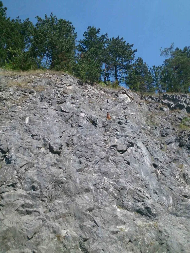 záchrana psa2