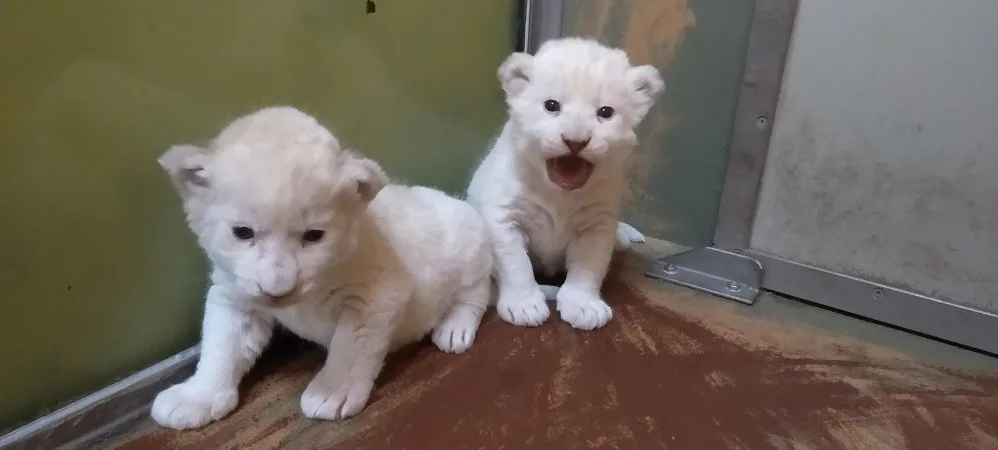 Lvíčata v Zoo Hodonín