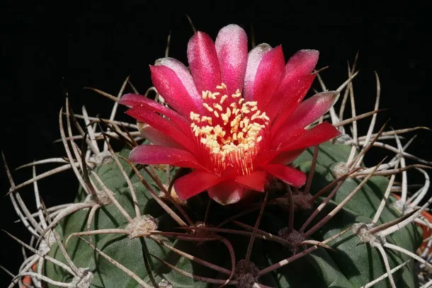 gymnocalycium_tillianum_610