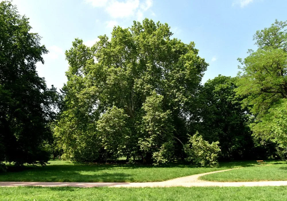 Platan v Lužánkách