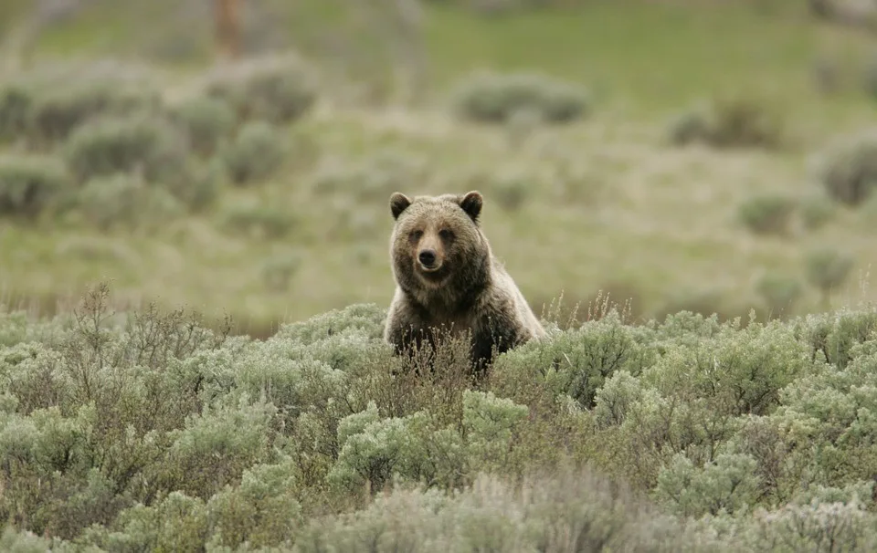 grizzly-bear-869223_960_720