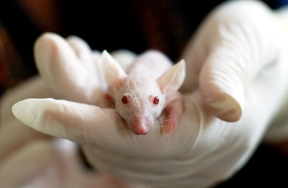ilustrační foto