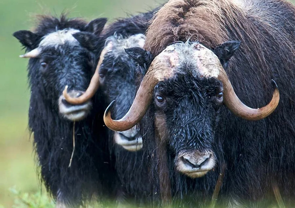 Do brněnské zoo přibydou pižmoni
