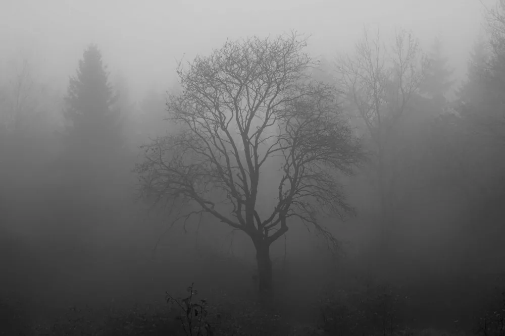 tree-1031814_1920
