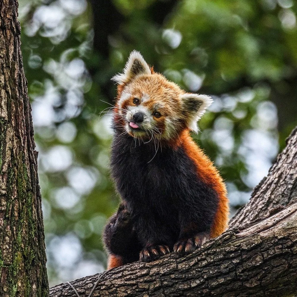 Panda červená