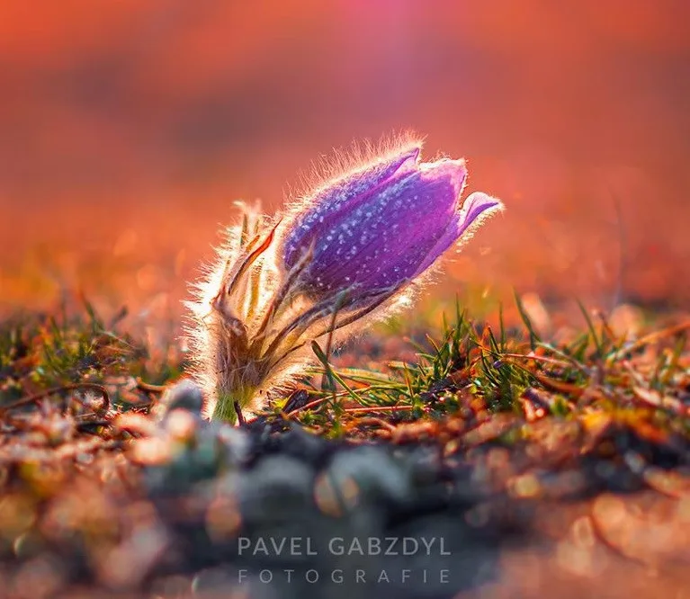 Autor: Pavel Gabzdyl
