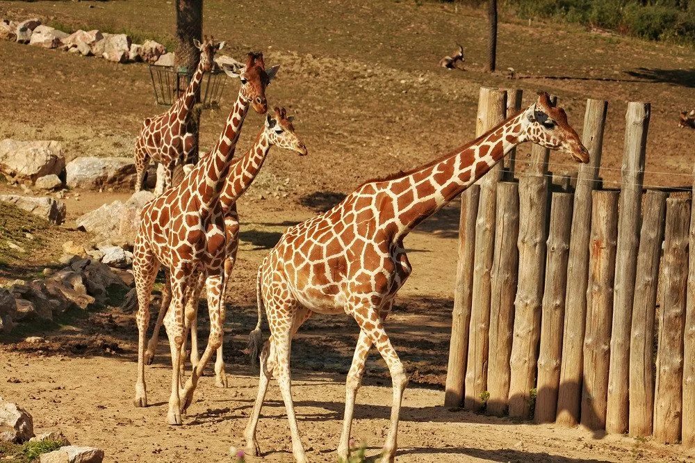 Zvířata ze zavřené ZOO Brno můžete navštívit z pohodlí domova. Zahrada vysílá denně živé přenosy