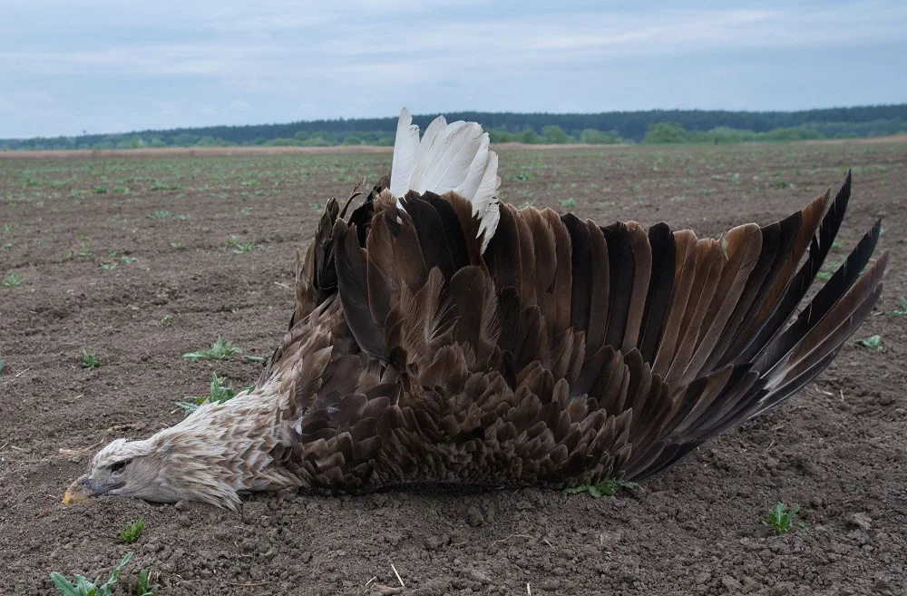 Smrt ptačího unikátu. Rodinu mořských orlů někdo zřejmě otrávil zakázaným pesticidem