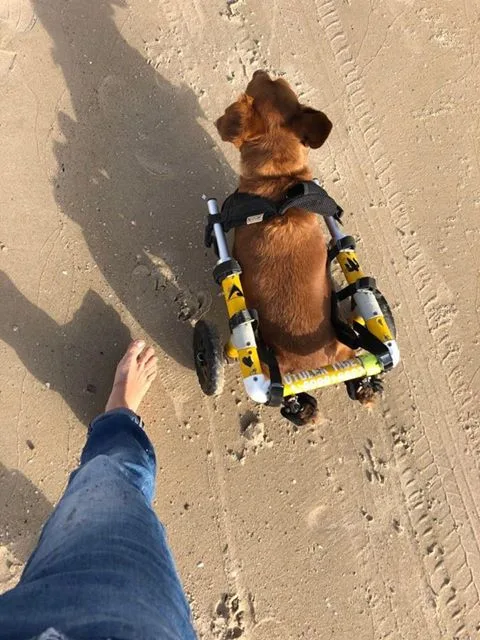 Charlie chodí se svou majitelkou i surfovat