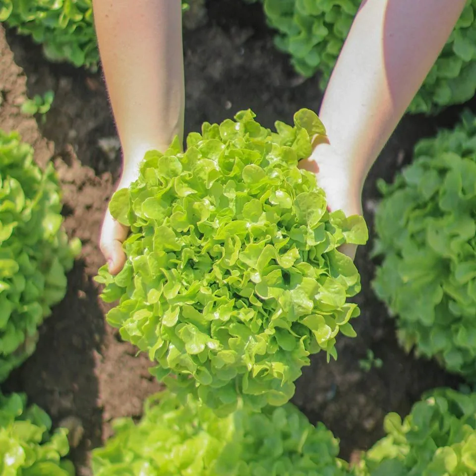 Rodinné farmě z Brna hrozí kvůli územnímu plánu zánik. Farmáři shání podpisy do petice