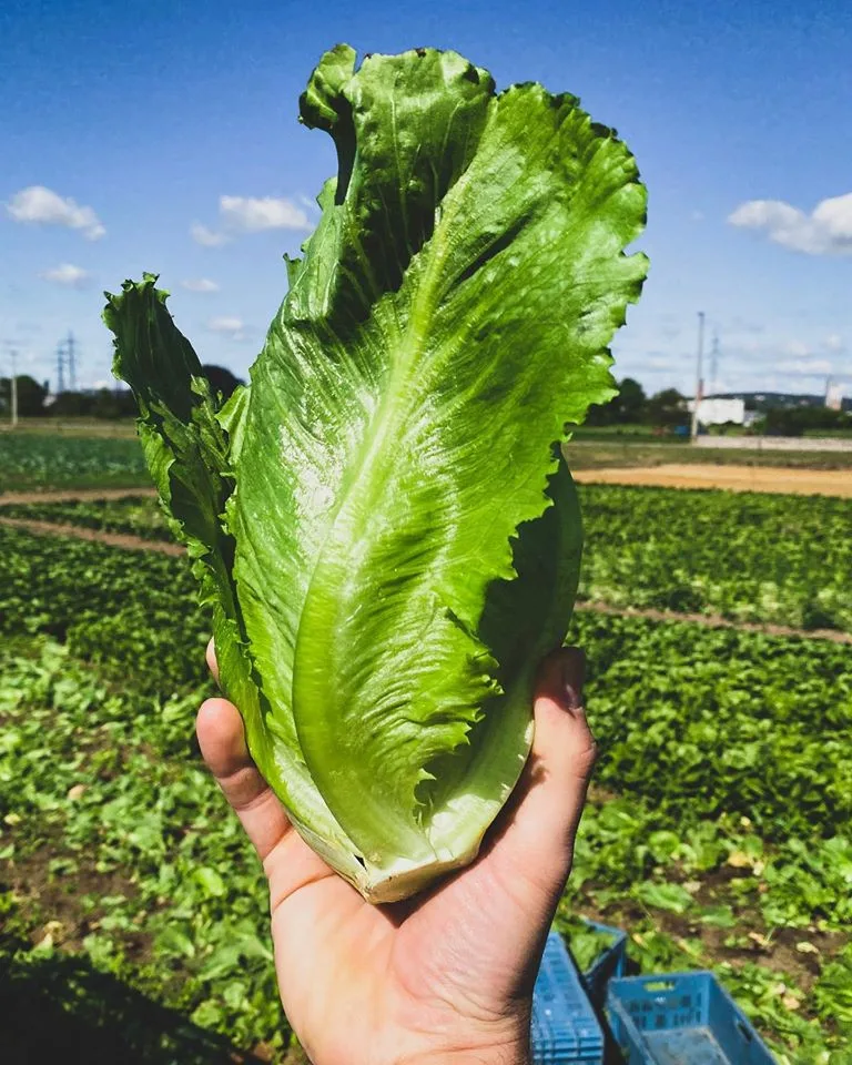 Rodinné farmě z Brna hrozí kvůli územnímu plánu zánik. Farmáři shání podpisy do petice