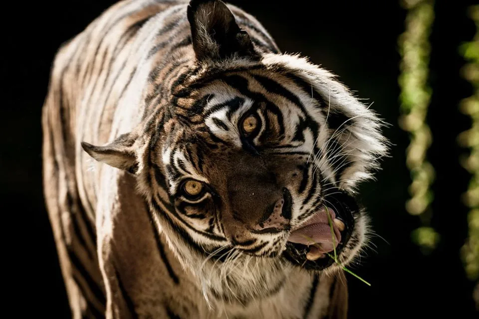 Tygr z brněnské zoo