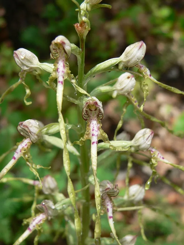 orchidejíček jadranský