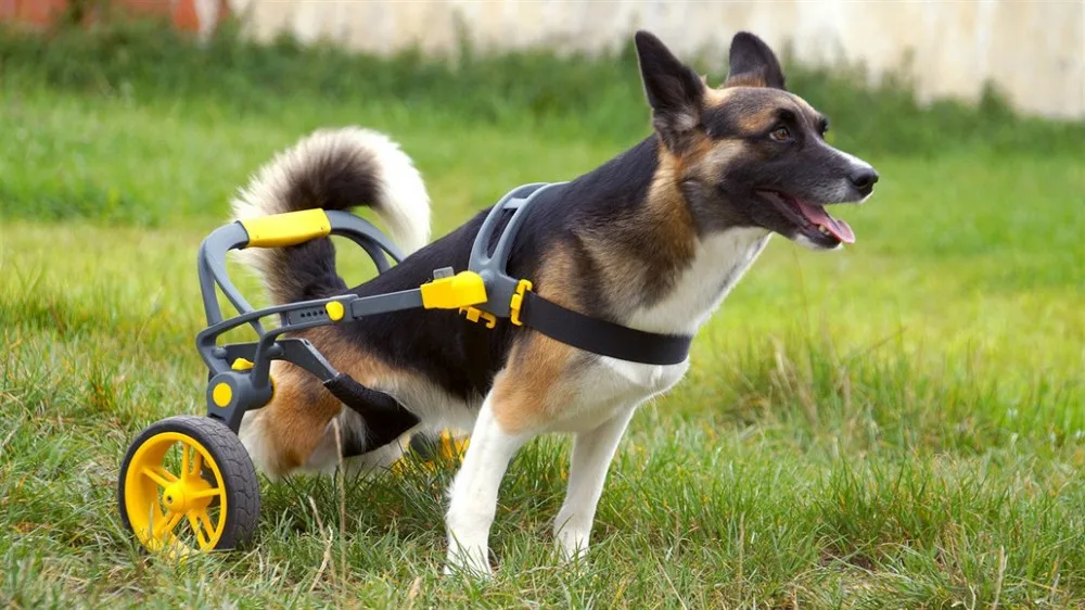 Handicapovaní pejsci teď mohou znova běhat