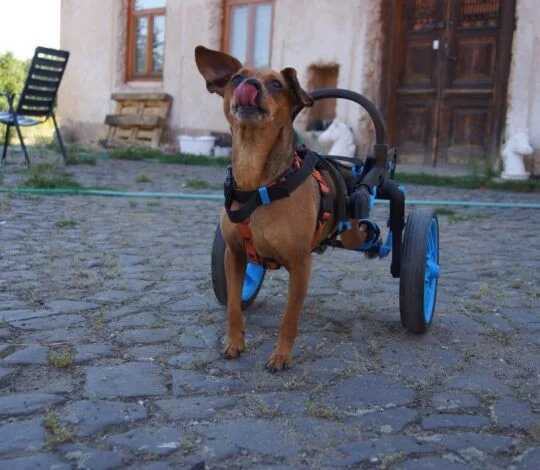 Vyrábí invalidní vozíky pro psy, připravují vylepšený i pro lidi