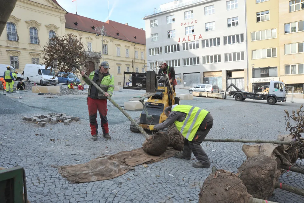Pracovníci Veřejné zeleně zasadili platany v listopadu 2018