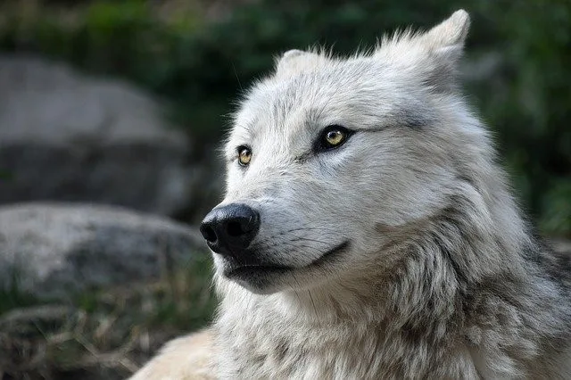 Ztráty určitě vidíme v miliónech korun, říká mluvčí Zoo Brno