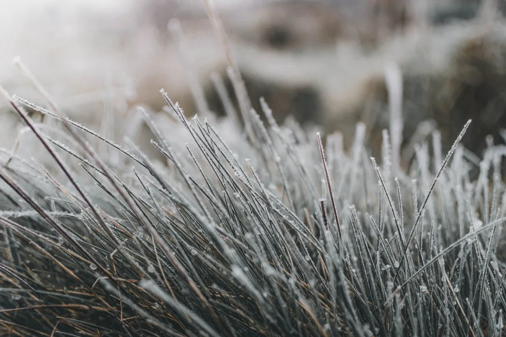 grass-4738141_1920