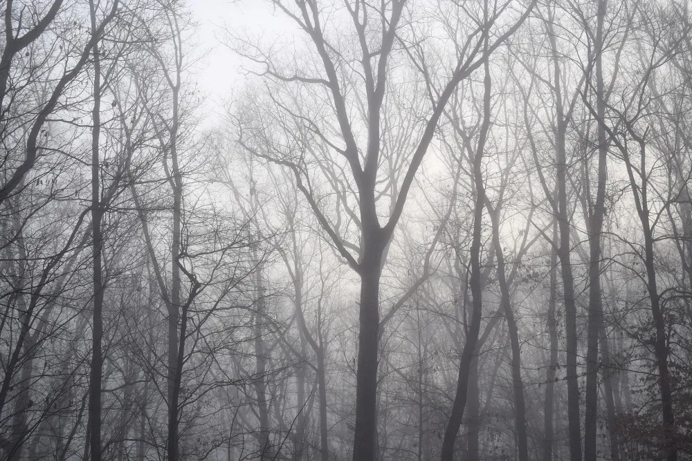 dawn-trees-through-the-fog-2009222_1920