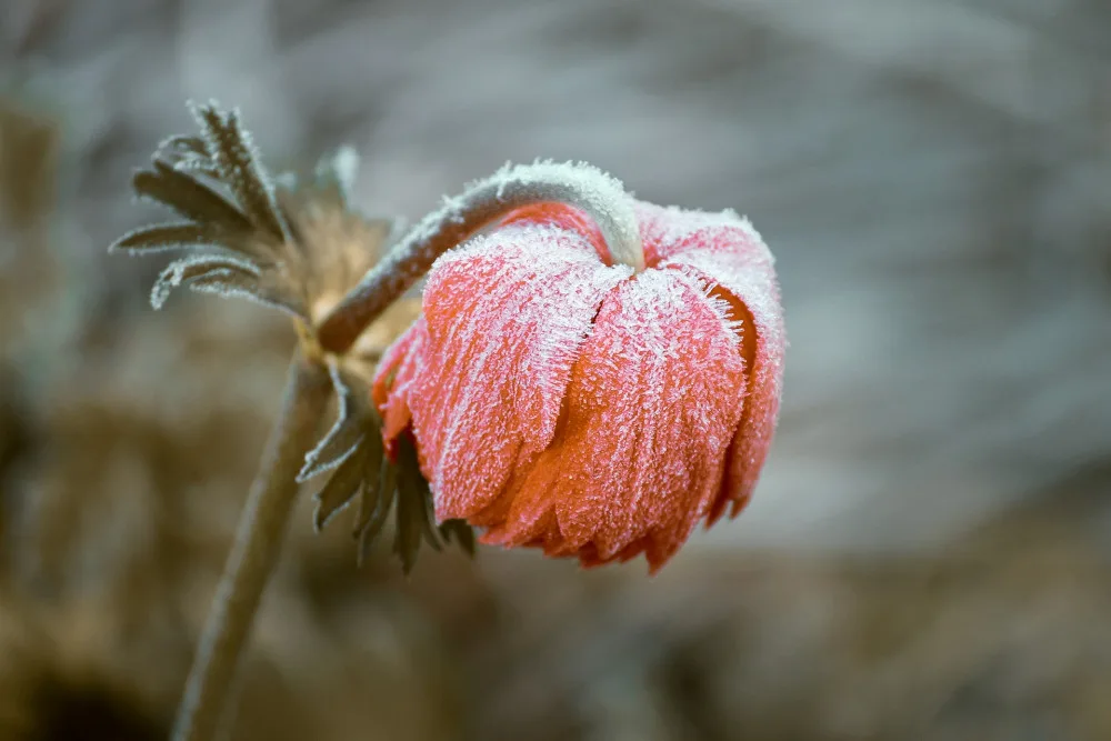 frozen-3840163_1920