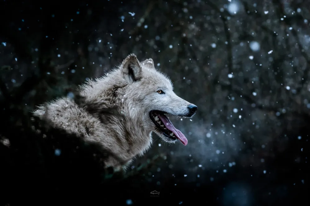 S fotografií arktického vlka z brněnské zoo vyhrál brněnský fotograf Matyáš Slavík prestižní cenu