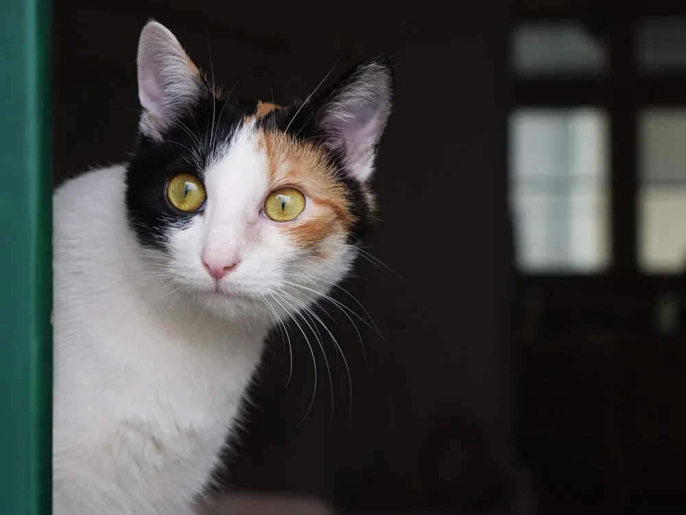 Veterináři v Brně: Víc lidí si za pandemie pořídilo psa či kočku