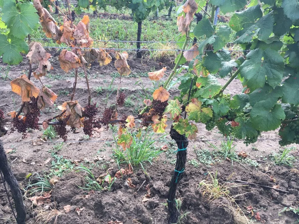 Choroba kmene vinné révy. Zdroj: MENDELU