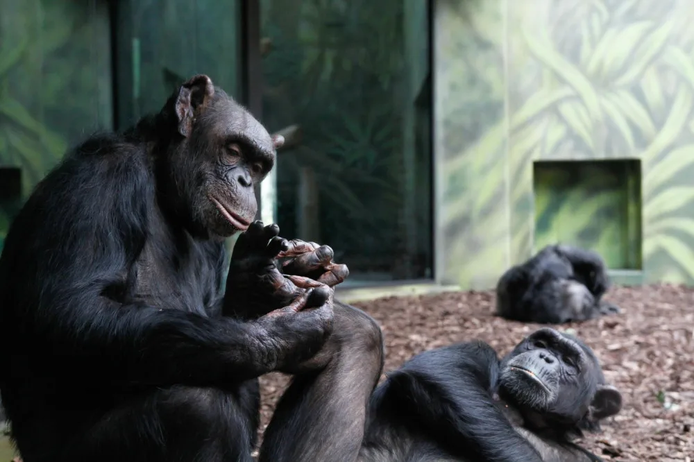 Šimpanze ze zoo a safari spojili videem, aby se nenudili