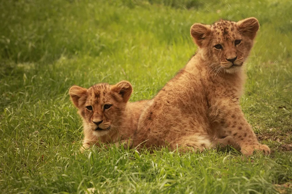 Otevírají se zoologické zahrady, v Brně lákají na přírůstky