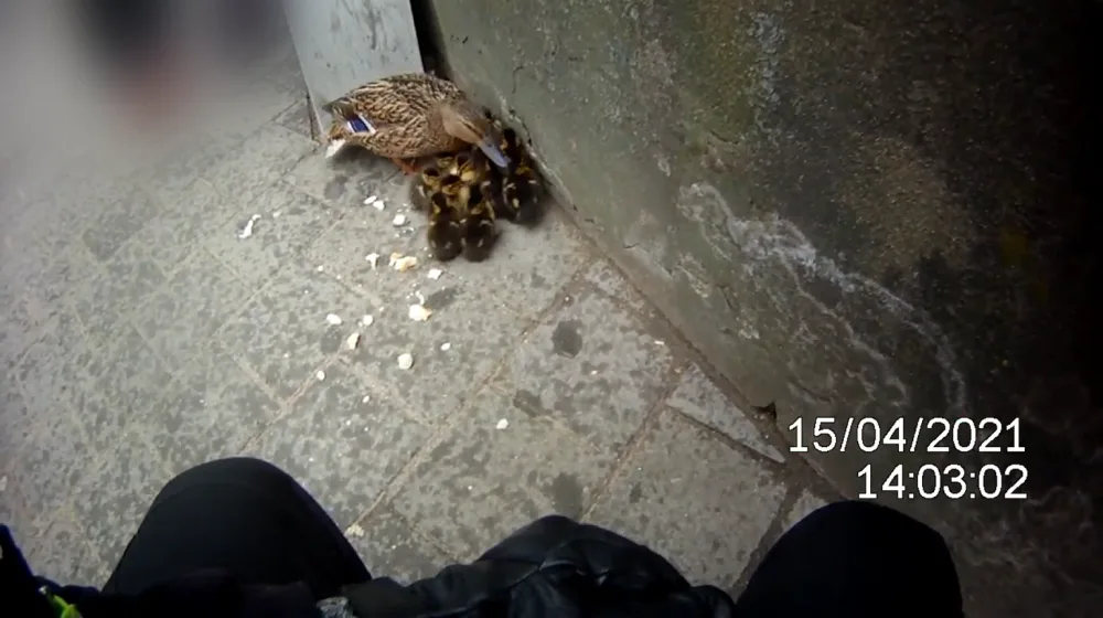 Kachna s jedenácti káčátky zabloudila do města, vysvobodili je strážníci