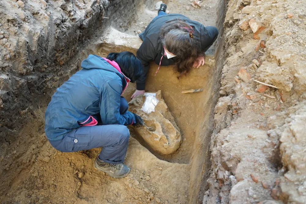 Archeologové hlásí unikátní objev. V Brně našli lebku pravěkého nosorožce