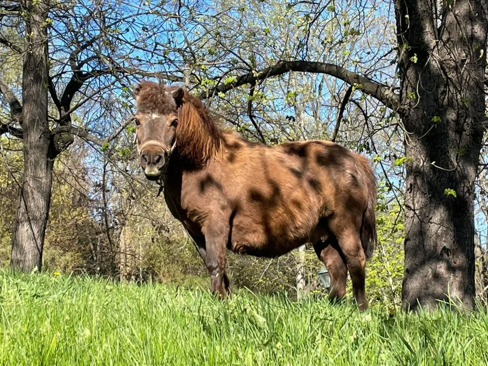 Jeden ze dvou poníků se pase na Špilberku
