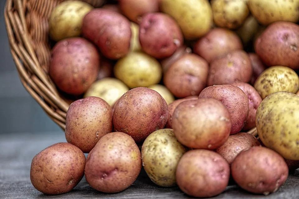 Vědci z Brna budou zkoumat biopesticidy na bramborách