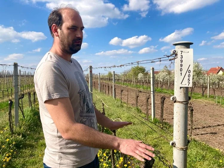 I přes mrazy se těší domácí vinaři na dobrou úrodu