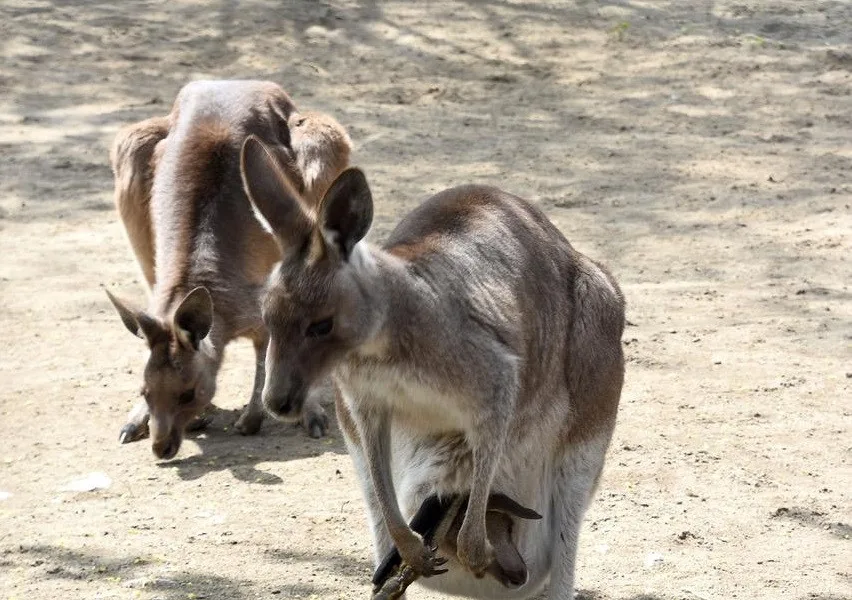 Klokani v hodonínské zoo