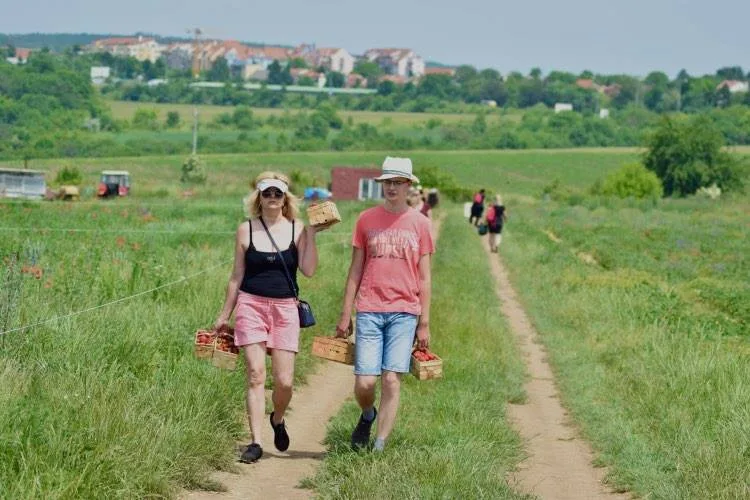 Samosběr jahod v Brně již začal